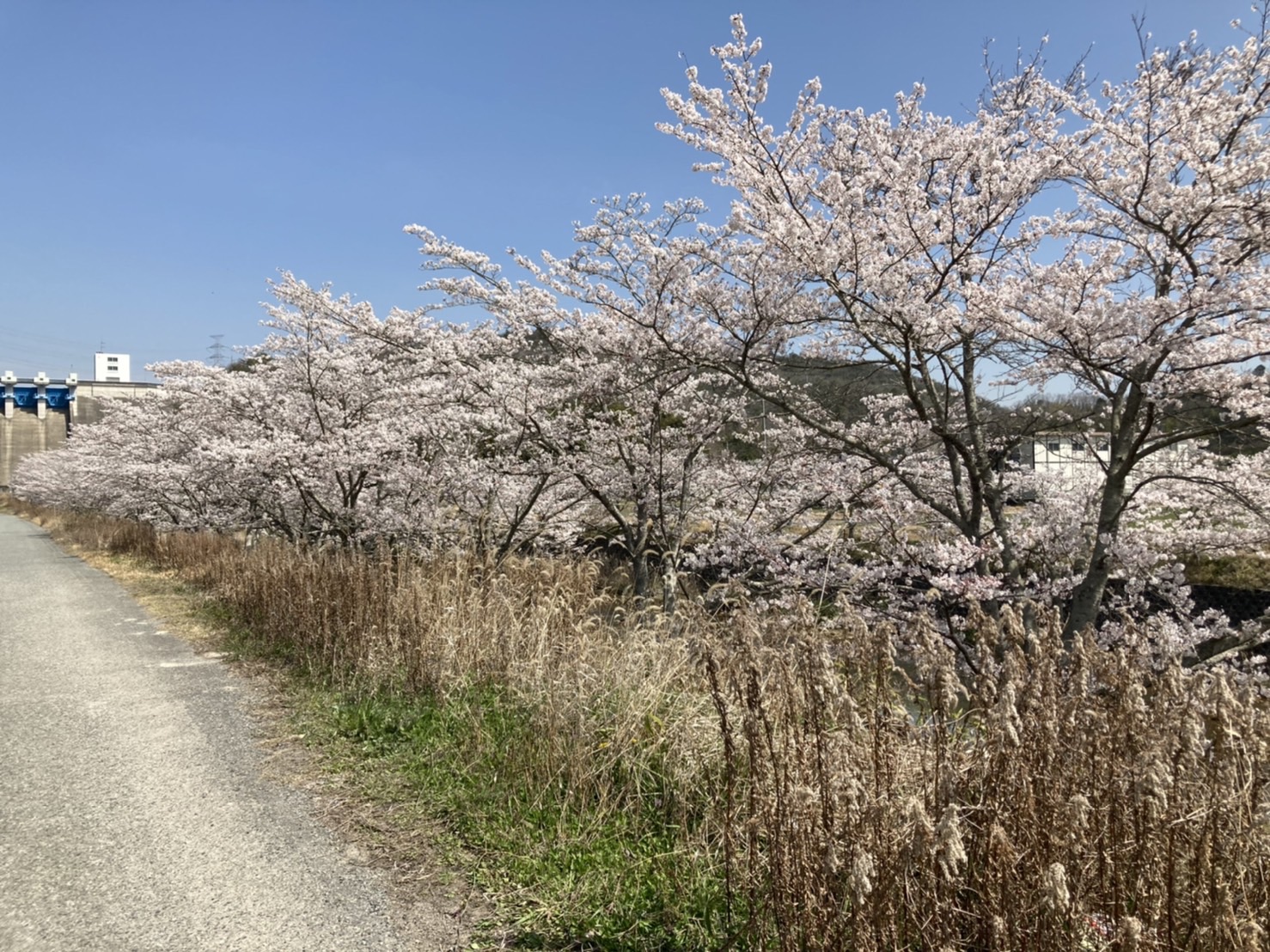 ブログ用_桜並木