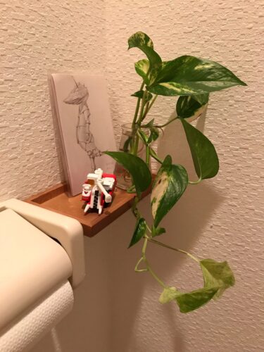 写真③　ポトス