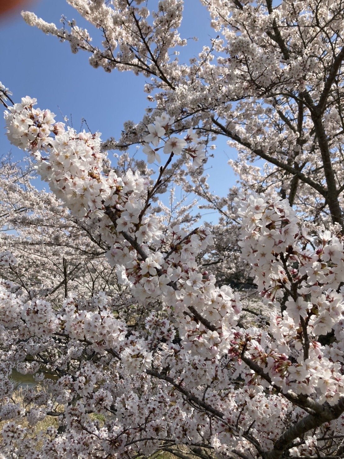 ブログ用_桜アップ