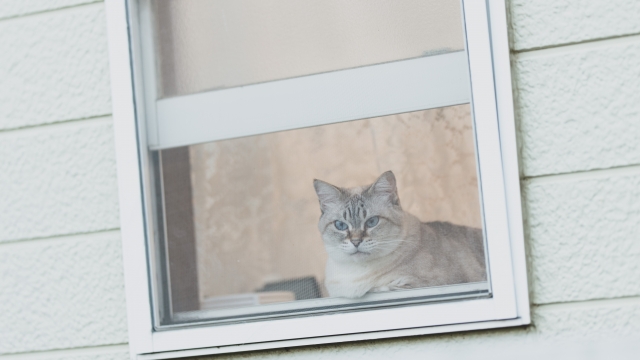 外に出たい猫