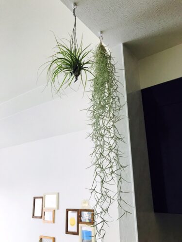 写真④　エアプランツ