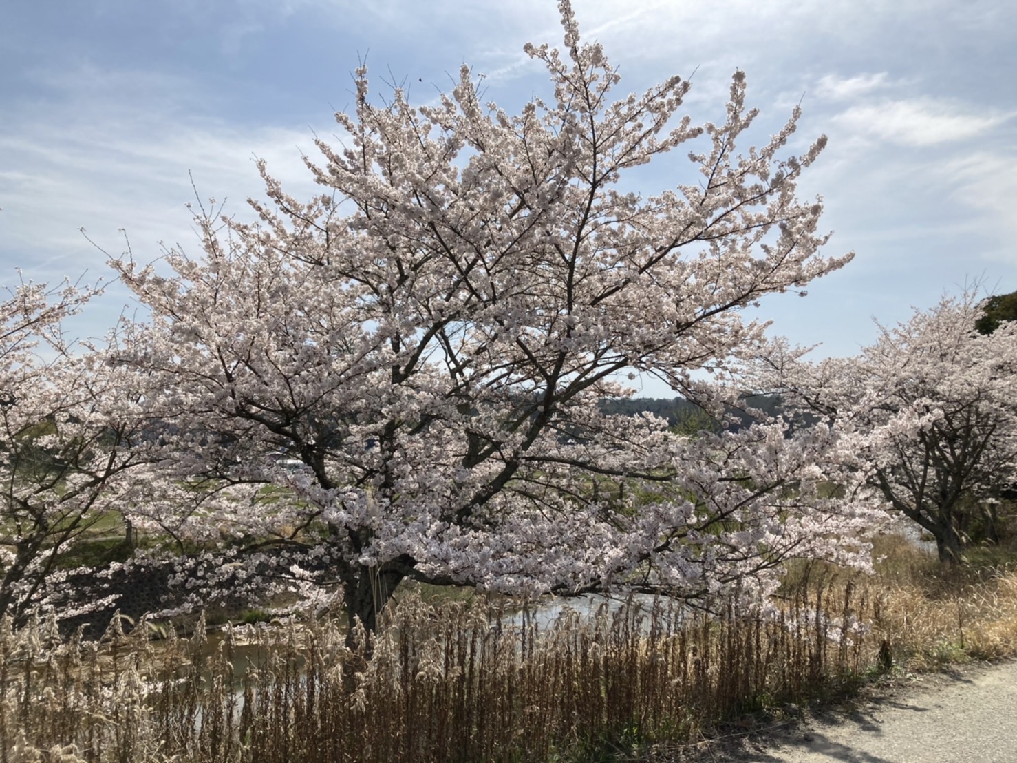 ブログ用_桜