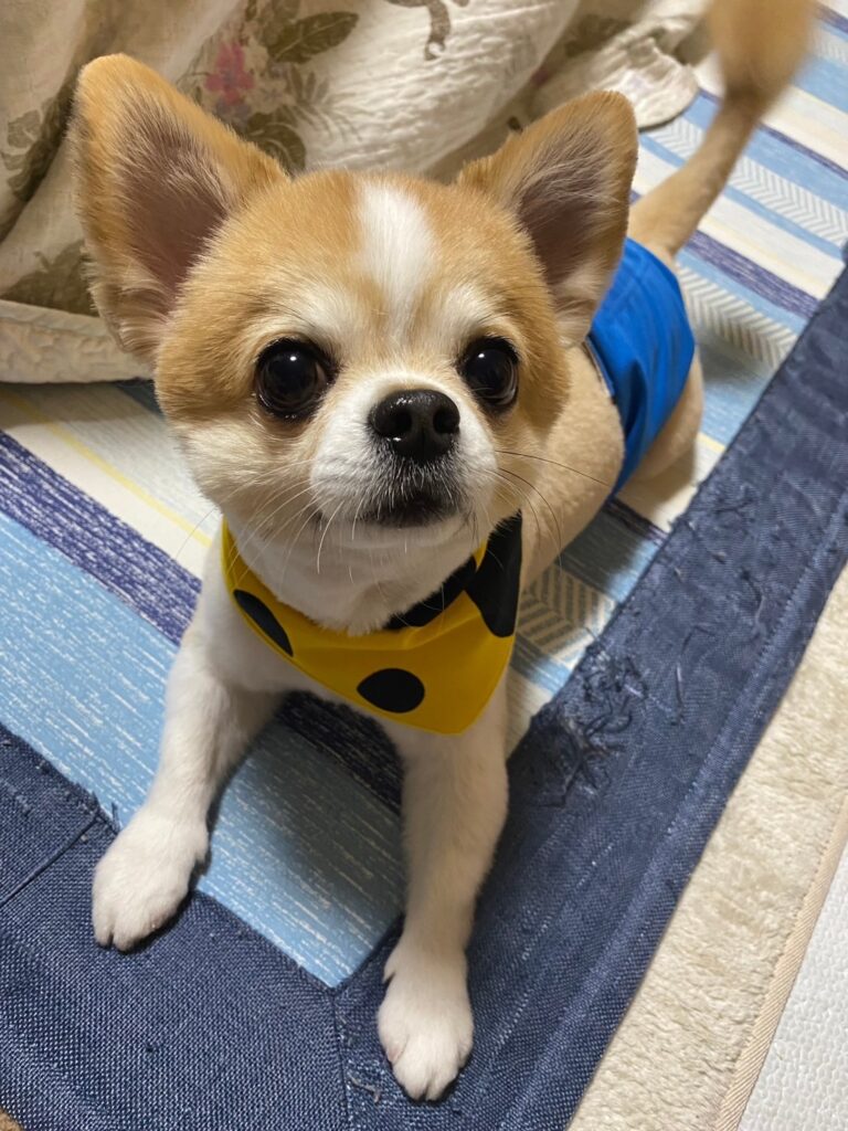 愛犬　ピノくん