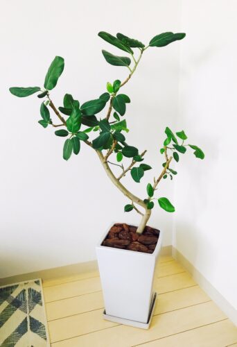 写真①　ベンガルゴム