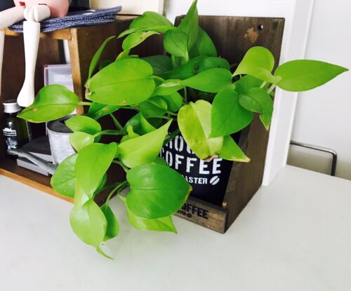 写真②　ポトス